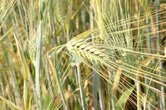 LumoFlowDay – Hetkien juhla 🌿